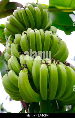 Bunches of bananas growing on tree Stock Photo