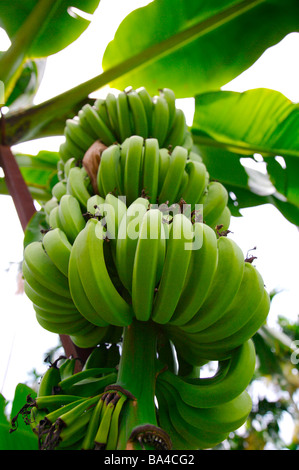 Bunches of bananas growing on tree Stock Photo