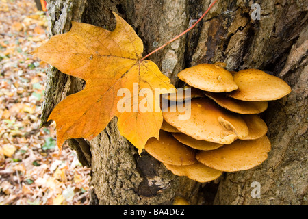 autumn mushrooms on a tree Stock Photo