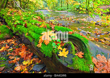 Fallen tree covered in lush green moss and golden leaves during fall along the banks of the Goldstream River in the rainforest. Stock Photo