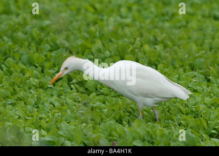 Cattle Egret feeding in crop Stock Photo