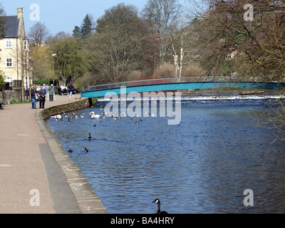 Feeding the ducks,swans and geese on the river Wye,Bakewell,Derbyshire. Stock Photo