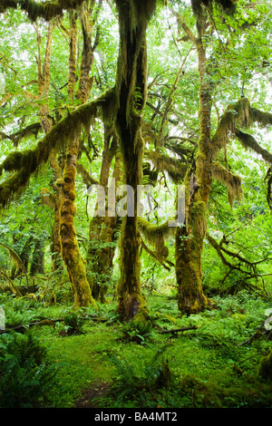 Trees covered with moss in the Hoh Rainforest Olympic National Park Washington USA Stock Photo