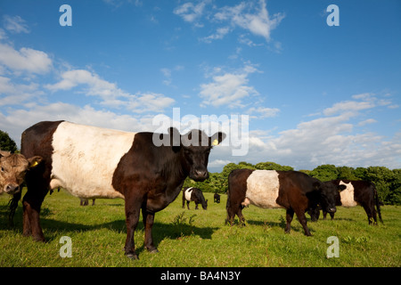 Belted Galloway Cattle Stock Photo