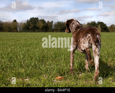 A German Shorthaied Pointer pointing at its quarry in a wheat field in Staffordshire Stock Photo
