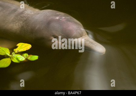 Baby BOTO or PINK RIVER DOLPHIN Inia geoffrensis Stock Photo