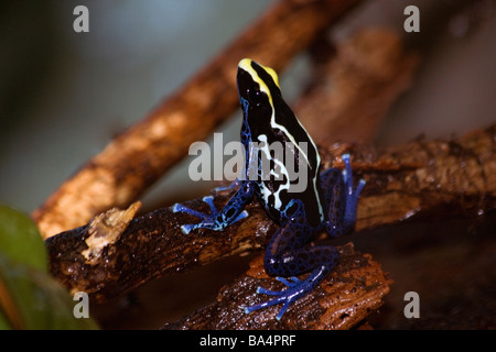 Blue and Yellow Poison Dart Frog (Dendrobates tinctorius)