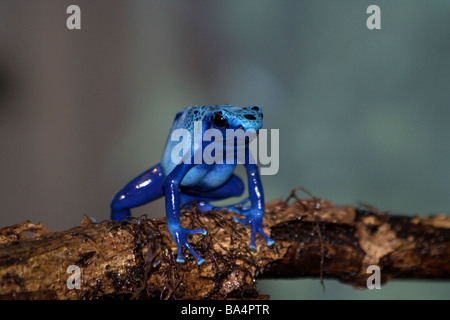 Blue Poison Dart Frog (Dendrobates azureus) at Brookfield Zoo Stock Photo
