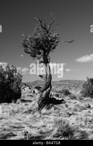 Piñon tree against the desert sky Stock Photo