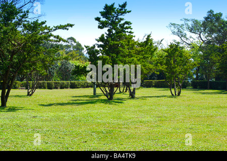 Green field with trees Stock Photo