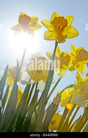Daffodils Narcissus hybr Stock Photo