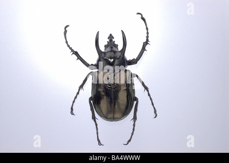 Japanese Rhinoceros Beetle Stock Photo