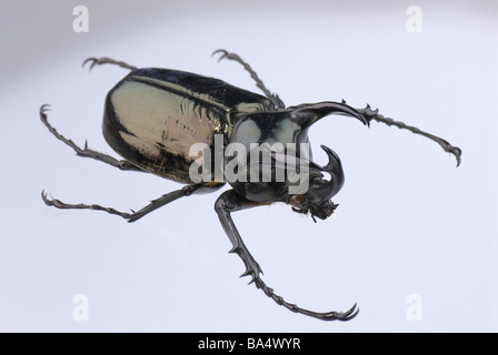 Japanese Rhinoceros Beetle Stock Photo