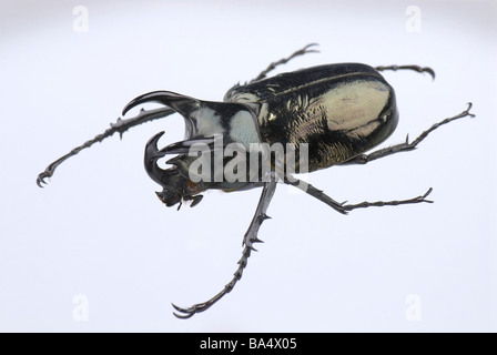 Japanese Rhinoceros Beetle Stock Photo