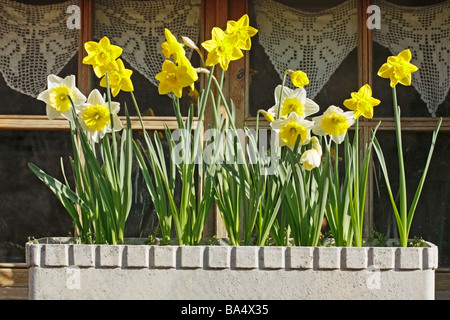 Daffodils Narcissus hybr. Stock Photo