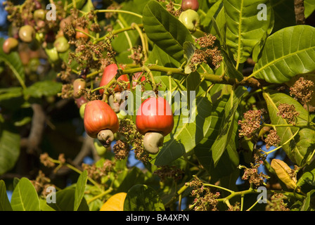 Fresh cashews and fruit cashew apple on tree (Anacardium family) Acapulco Mexico Stock Photo