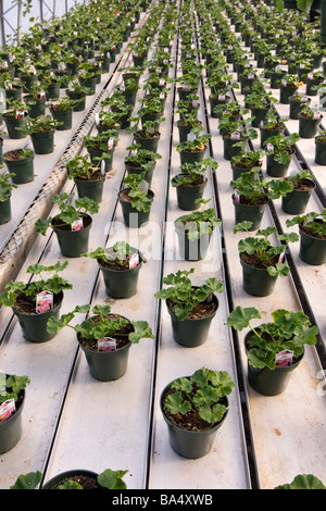 Greenhouse with rows of potted plants. Stock Photo