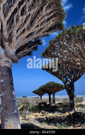 Dragon´s Blood Tree on Socotra island, UNESCO World Heritage Site ...