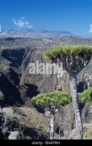 Arid Landscape of Dixam Plateau, Daireho Gorge & Dragon's Blood Trees on Socotra or Suqutra Island, Yemen Stock Photo