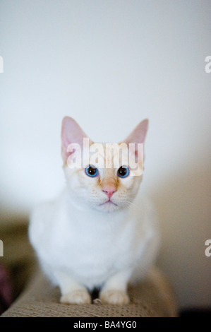 Flame point Siamese kitten. Stock Photo