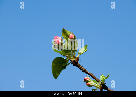 Appel flowers on appel tree in spring Jutland Denmark Stock Photo