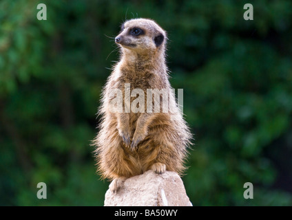 Meerkat on lookout duty Stock Photo