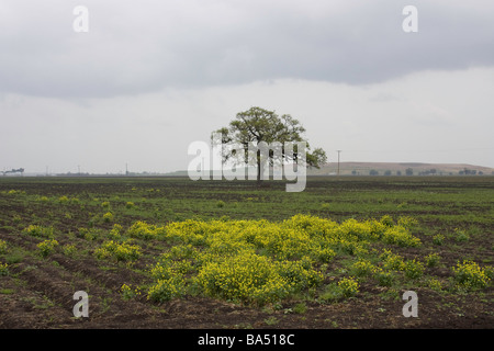 A lone oak tree with wild mustard in the foreground Stock Photo