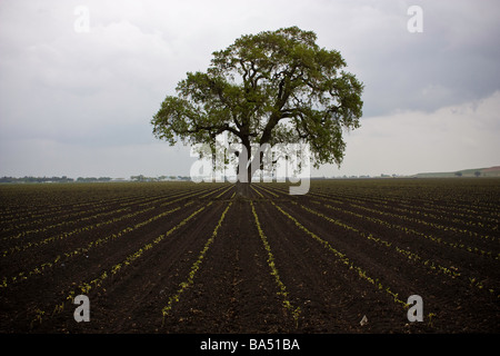 A freshly planted field of tomato plants with a lone oak tree in the middle of it in San Joaquin Valley of California Stock Photo