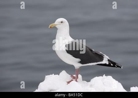 Slaty backed gull Larus schistisagus Japan winter Stock Photo