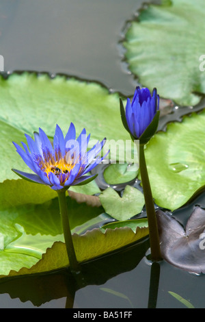 Water lilies in Ho Chi Minh City Vietnam Stock Photo