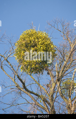 Mistletoe Growing In The Top Of A Tree Stock Photo