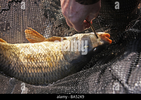 Common carp in landing net hi-res stock photography and images