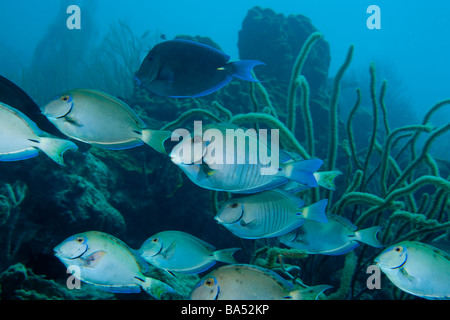 A blend of schooling fish swims across a reef near the Island of Bonaire. Stock Photo