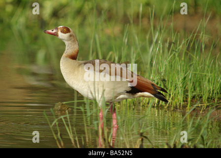 Egyptian goose - Alopochen aegyptiacus Stock Photo