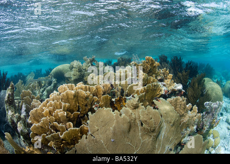 View of a reef top in the shallow waters near Klein Bonaire. Stock Photo