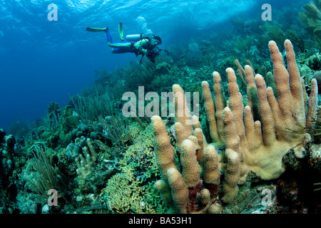Healthy coral reef in Bonaire, featuring a stand of Pillar coral (Dendrogyra cylindrus) in the foreground. Stock Photo