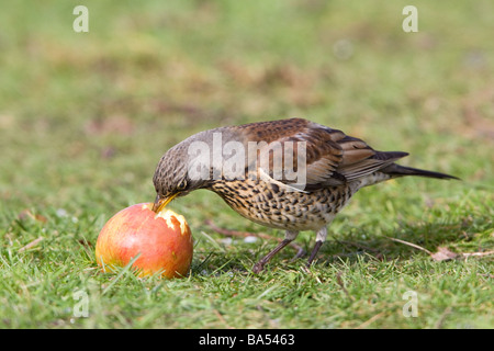 Fieldfare Turdus pilaris adult feeding on a fallen apple Stock Photo