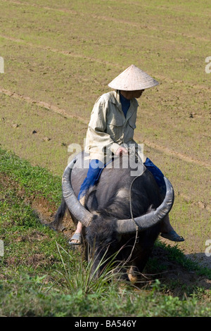 Vietnamese farmer riding a water buffalo near Hue Vietnam Stock Photo