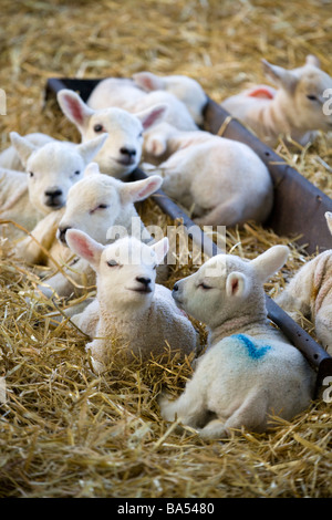 Lambing time in spring North Yorkshire UK England Stock Photo