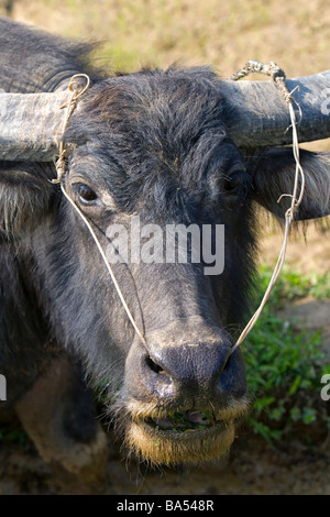 Water buffalo used for farming and transportation near Hue Vietnam Stock Photo