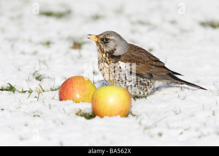 Fieldfare Turdus pilaris adult feeding on a fallen apple on snow covered ground Stock Photo