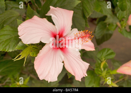 Hibiscus rosa sinensis, Malvaceae Stock Photo