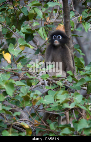 Wild Dusky or Spectacled Langur or Dusky Leaf monkey Trachypithecus obscurus Stock Photo