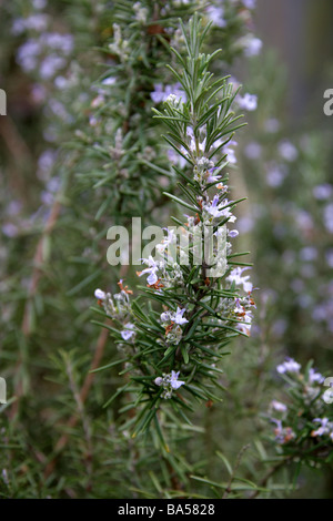 Rosemary, Rosmarinus officinalis, Lamiaceae Stock Photo