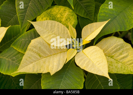 Poinsettia Euphorbia pulcherrima 'White Cortez', Christmas Star, Euphorbiaceae Stock Photo