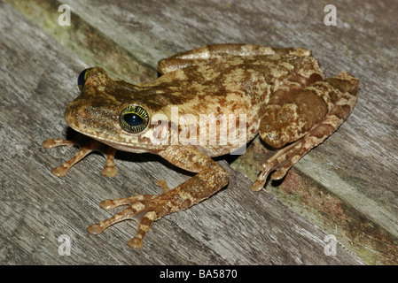 A Giant Broad-headed Treefrog (Osteocephalus taurinus) on a wooden platform in the Amazon flooded forest in Brazil. Stock Photo