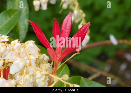 New Growth On A Pieris Japonica Lily of the valley bush Mountain Fire Stock Photo