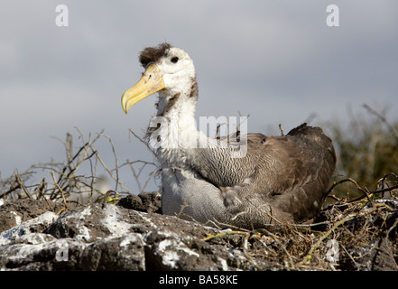 Young Waved Albatross aka Galapagos Albatross, Phoebastria irrorata syn Diomedea irrorata, Diomedeidae, Espanola, Galapagos Stock Photo