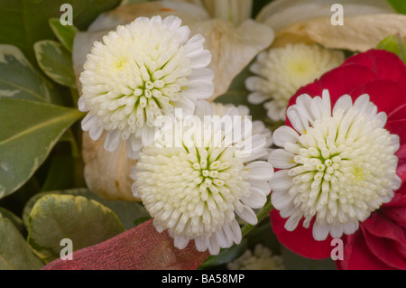 Small White Chrysanthemums Stock Photo