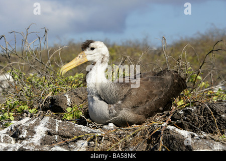 Young Waved Albatross aka Galapagos Albatross, Phoebastria irrorata syn Diomedea irrorata, Diomedeidae, Espanola, Galapagos Stock Photo